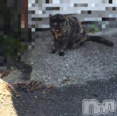 新潟デリヘル五十路マダム新潟店(カサブランカグループ)(イソジマダムニイガタテン) 浅見怜(49)の11月20日写メブログ「いたぁぃ。。」