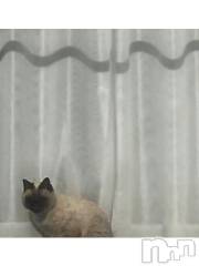 新潟デリヘル五十路マダム新潟店(カサブランカグループ)(イソジマダムニイガタテン) 浅見怜(49)の11月20日写メブログ「[お題]from:メイドで変態2さん」