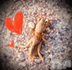 新潟デリヘル五十路マダム新潟店(カサブランカグループ)(イソジマダムニイガタテン) 浅見怜(49)の11月25日写メブログ「かわぇぇ。。」