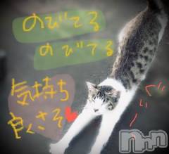新潟デリヘル五十路マダム新潟店(カサブランカグループ)(イソジマダムニイガタテン) 浅見怜(49)の11月27日写メブログ「にゃぁんv」