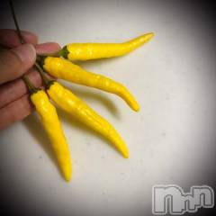 新潟デリヘル五十路マダム新潟店(カサブランカグループ)(イソジマダムニイガタテン) 浅見怜(49)の9月15日写メブログ「見てみてぇ♪」