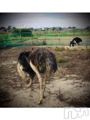 新潟デリヘル五十路マダム新潟店(カサブランカグループ)(イソジマダムニイガタテン) 浅見怜(49)の9月23日写メブログ「[お題]得手。。from:給食たべたいさん」