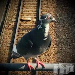 新潟デリヘル五十路マダム新潟店(カサブランカグループ)(イソジマダムニイガタテン) 浅見怜(49)の3月9日写メブログ「ハト。。」