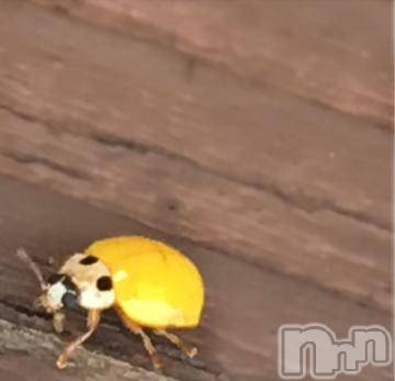 新潟デリヘル 五十路マダム新潟店(カサブランカグループ)(イソジマダムニイガタテン) 浅見怜(49)の11月22日写メブログ「なんか…」