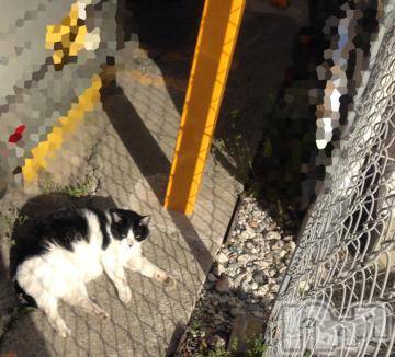 新潟デリヘル 五十路マダム新潟店(カサブランカグループ)(イソジマダムニイガタテン) 浅見怜(49)の11月24日写メブログ「[お題]from:ドisきんｇさん」