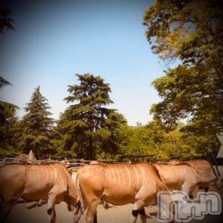 新潟デリヘル 五十路マダム新潟店(カサブランカグループ)(イソジマダムニイガタテン) 浅見怜(49)の5月10日写メブログ「自由なのか、不自由なのか。。」