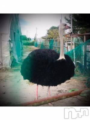 新潟デリヘル 五十路マダム新潟店(カサブランカグループ)(イソジマダムニイガタテン) 浅見怜(49)の9月20日写メブログ「にゃぁん。。」