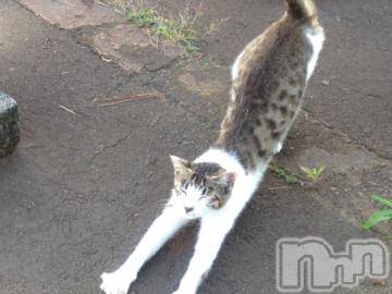 新潟デリヘル 五十路マダム新潟店(カサブランカグループ)(イソジマダムニイガタテン) 浅見怜(49)の11月22日写メブログ「わんわんにゃんにゃん☆」