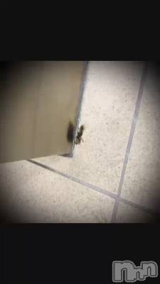 新潟デリヘル 五十路マダム新潟店(カサブランカグループ)(イソジマダムニイガタテン) 浅見怜(49)の5月20日動画「虫だょ。。嫌いな人は見ないでねぇ。。」