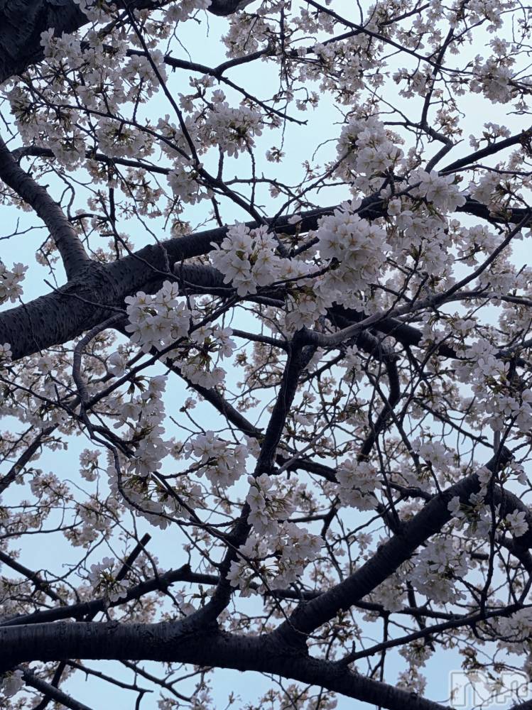 上越デリヘル上越風俗出張アロママッサージ(ジョウエツフウゾクシュッチョウアロママッサージ) あやの★限定出勤＾＾(35)の4月5日写メブログ「出勤残りの数時間となりました！」