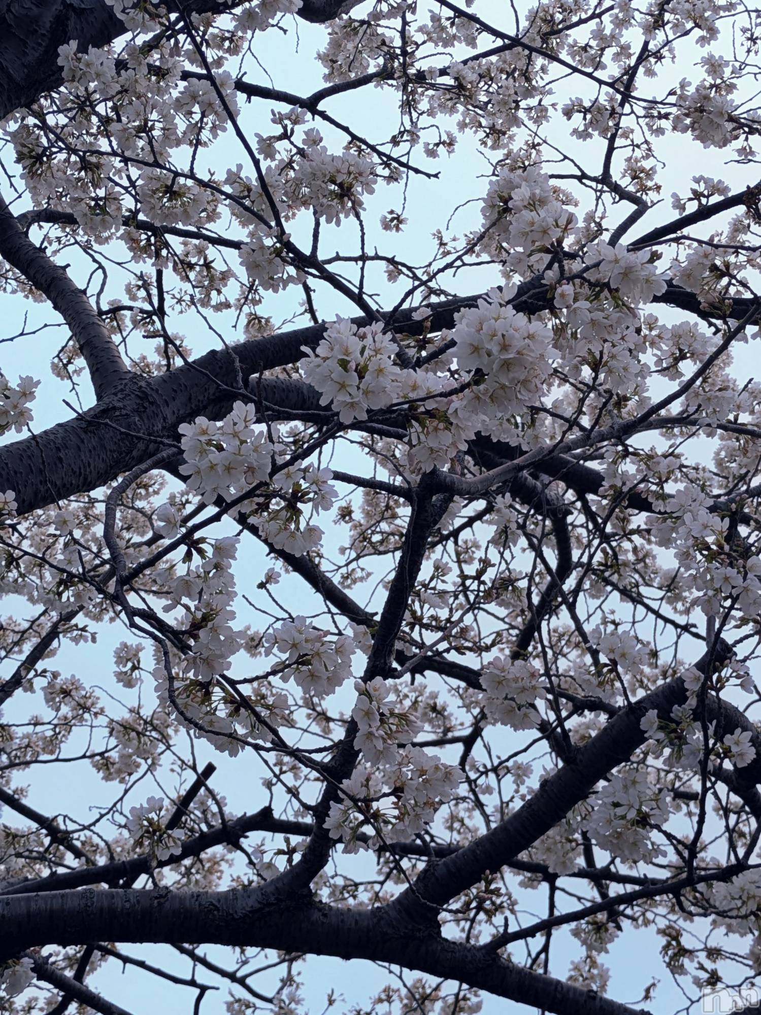 上越デリヘル上越風俗出張アロママッサージ(ジョウエツフウゾクシュッチョウアロママッサージ)あやの★限定出勤＾＾(35)の2026年4月5日写メブログ「出勤残りの数時間となりました！」