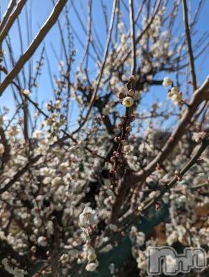 上越デリヘル 上越風俗出張アロママッサージ(ジョウエツフウゾクシュッチョウアロママッサージ) あやの★限定出勤＾＾(35)の3月6日写メブログ「こんばんは」