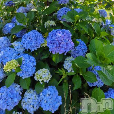 上越デリヘル 上越風俗出張アロママッサージ(ジョウエツフウゾクシュッチョウアロママッサージ) あやの★限定出勤＾＾(35)の7月8日写メブログ「7月の上越出勤★」