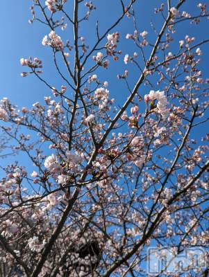 上越デリヘル 上越風俗出張アロママッサージ(ジョウエツフウゾクシュッチョウアロママッサージ) あやの★限定出勤＾＾(35)の4月24日写メブログ「4月出勤のお知らせ♪」