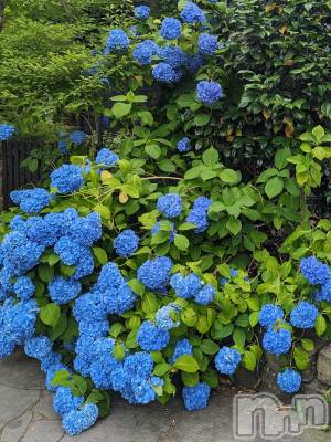 上越デリヘル 上越風俗出張アロママッサージ(ジョウエツフウゾクシュッチョウアロママッサージ) あやの★限定出勤＾＾(35)の7月1日写メブログ「7月になりました🎋」