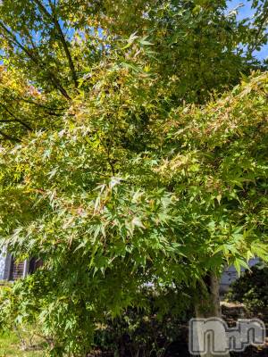 上越デリヘル 上越風俗出張アロママッサージ(ジョウエツフウゾクシュッチョウアロママッサージ) あやの★限定出勤＾＾(35)の10月9日写メブログ「10月出勤！向かってます(^^)」