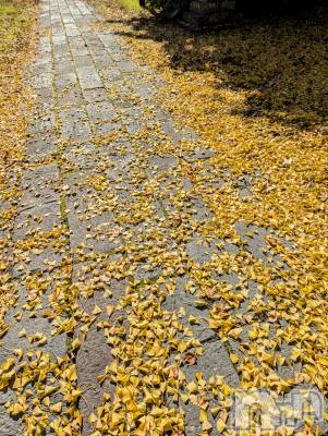 上越デリヘル 上越風俗出張アロママッサージ(ジョウエツフウゾクシュッチョウアロママッサージ) あやの★限定出勤＾＾(35)の11月15日写メブログ「本日より出勤です☆向かってます～！」