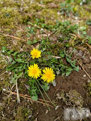 上越デリヘル 上越風俗出張アロママッサージ(ジョウエツフウゾクシュッチョウアロママッサージ) あやの★限定出勤＾＾(35)の4月24日写メブログ「ずいぶん暖かくなりましたね♪」