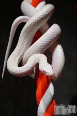 佐久発デリヘル 佐久上田人妻隊(サクウエダヒトヅマタイ) はるな(40)の10月27日写メブログ「★御礼★」