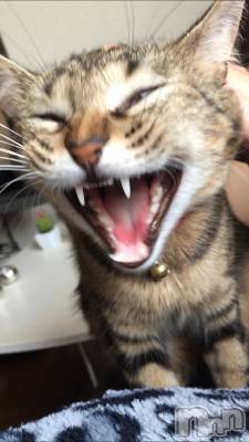 佐久発デリヘル 佐久上田人妻隊(サクウエダヒトヅマタイ) はるな(40)の11月12日写メブログ「★出勤時間のお知らせ★」