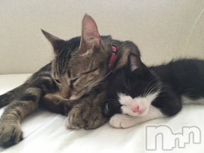 佐久発デリヘル 佐久上田人妻隊(サクウエダヒトヅマタイ) はるな(40)の11月21日写メブログ「☆GN☆」