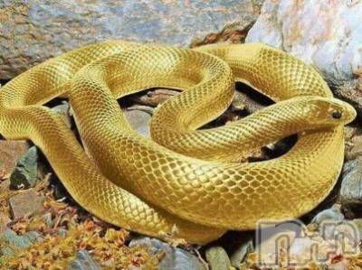 佐久発デリヘル 佐久上田人妻隊(サクウエダヒトヅマタイ) はるな(40)の11月28日写メブログ「★今日の御礼★」