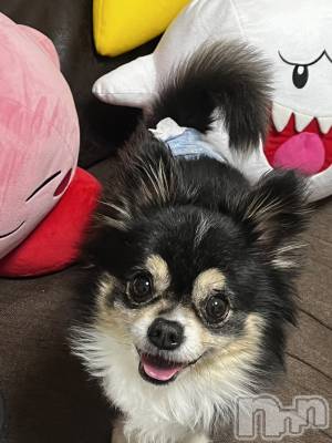 佐久発デリヘル 佐久上田人妻隊(サクウエダヒトヅマタイ) はるな(40)の3月15日写メブログ「ねえ？？？」