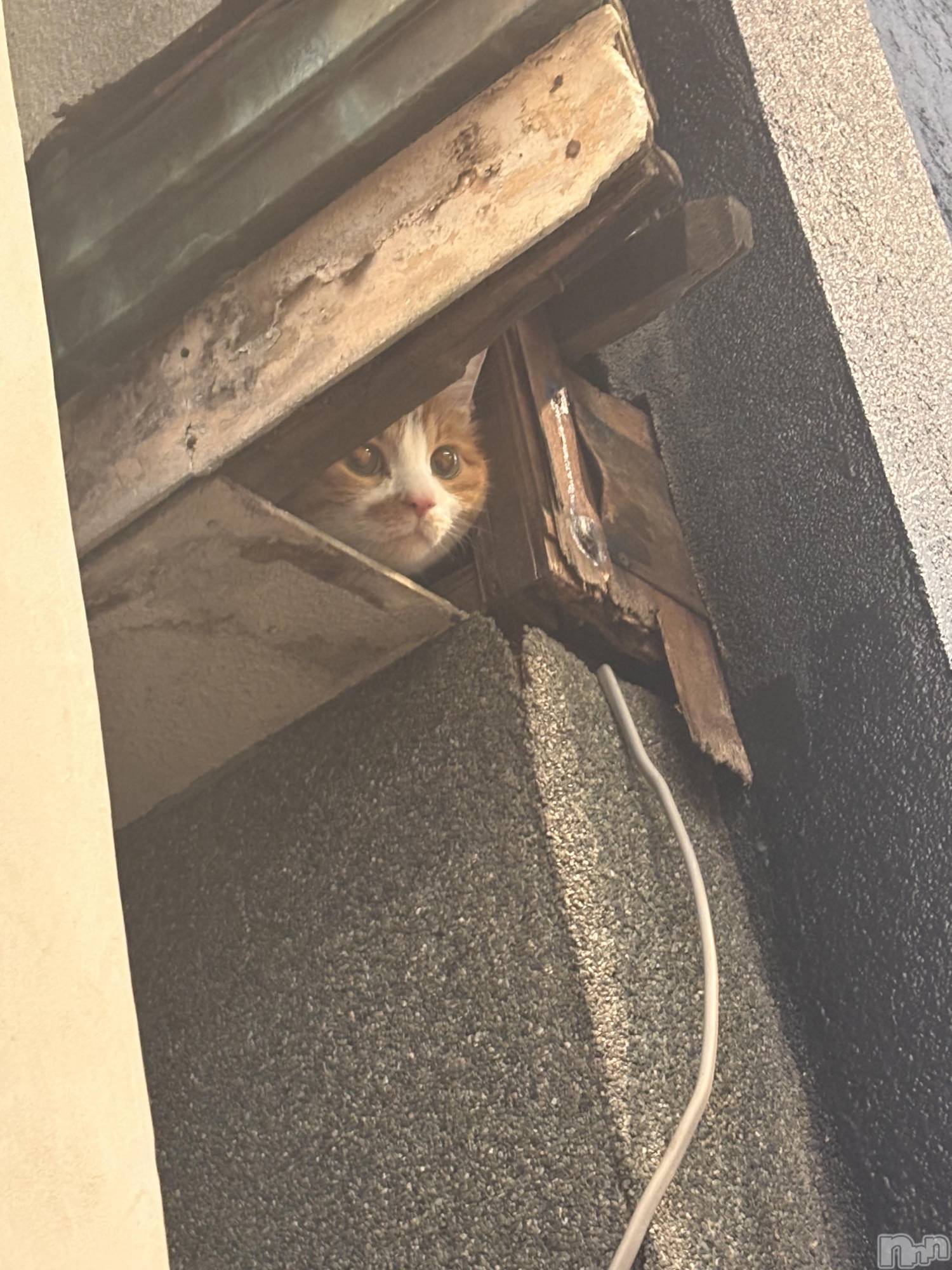 ��Į����Х��顦�����club Diana(����֥ǥ�����) ��2026ǯ2��6���̥�֥������廡��