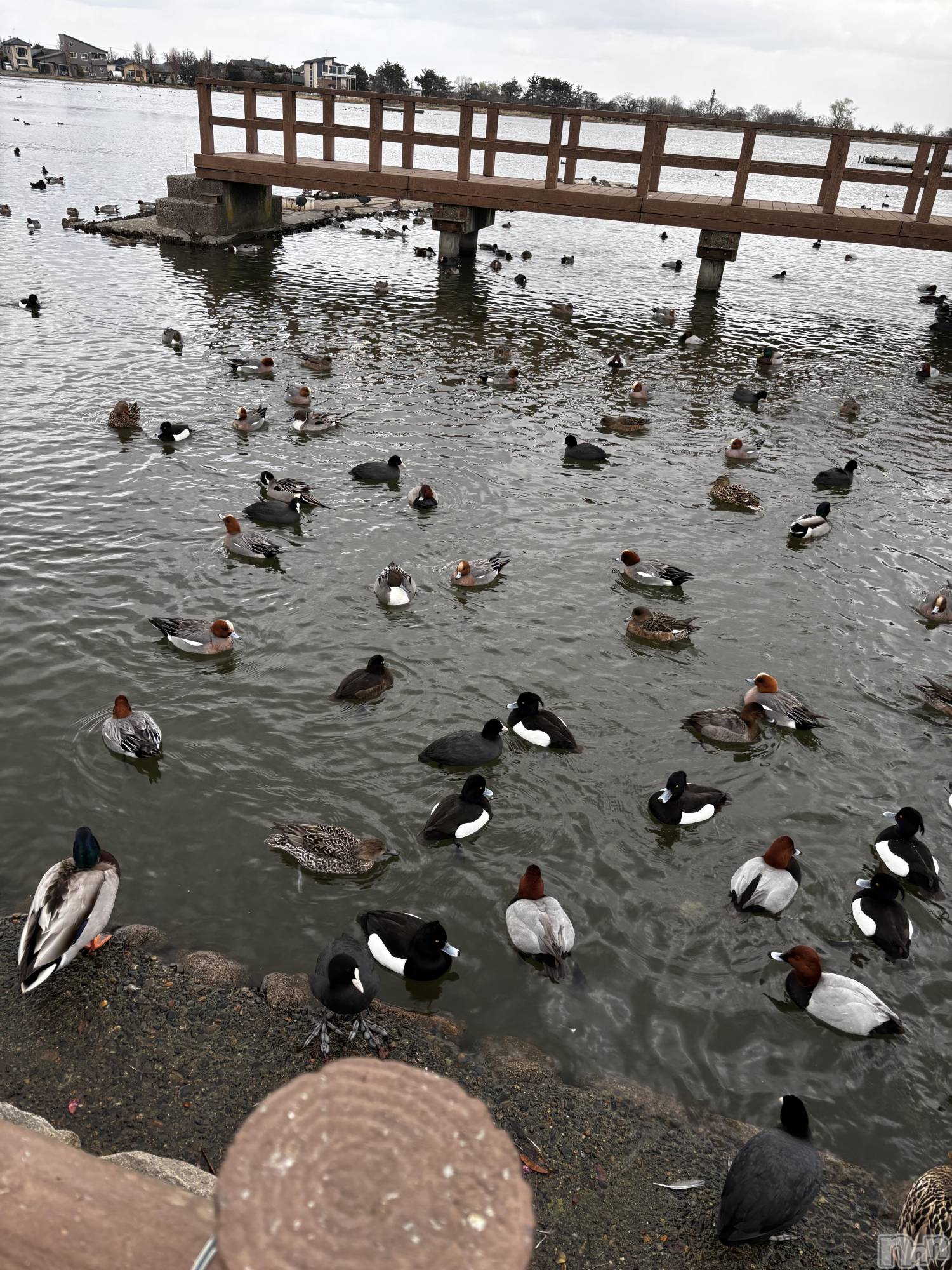 ��Į����Х��顦�����club Diana(����֥ǥ�����) ��2026ǯ3��22���̥�֥����ֿ���ι��