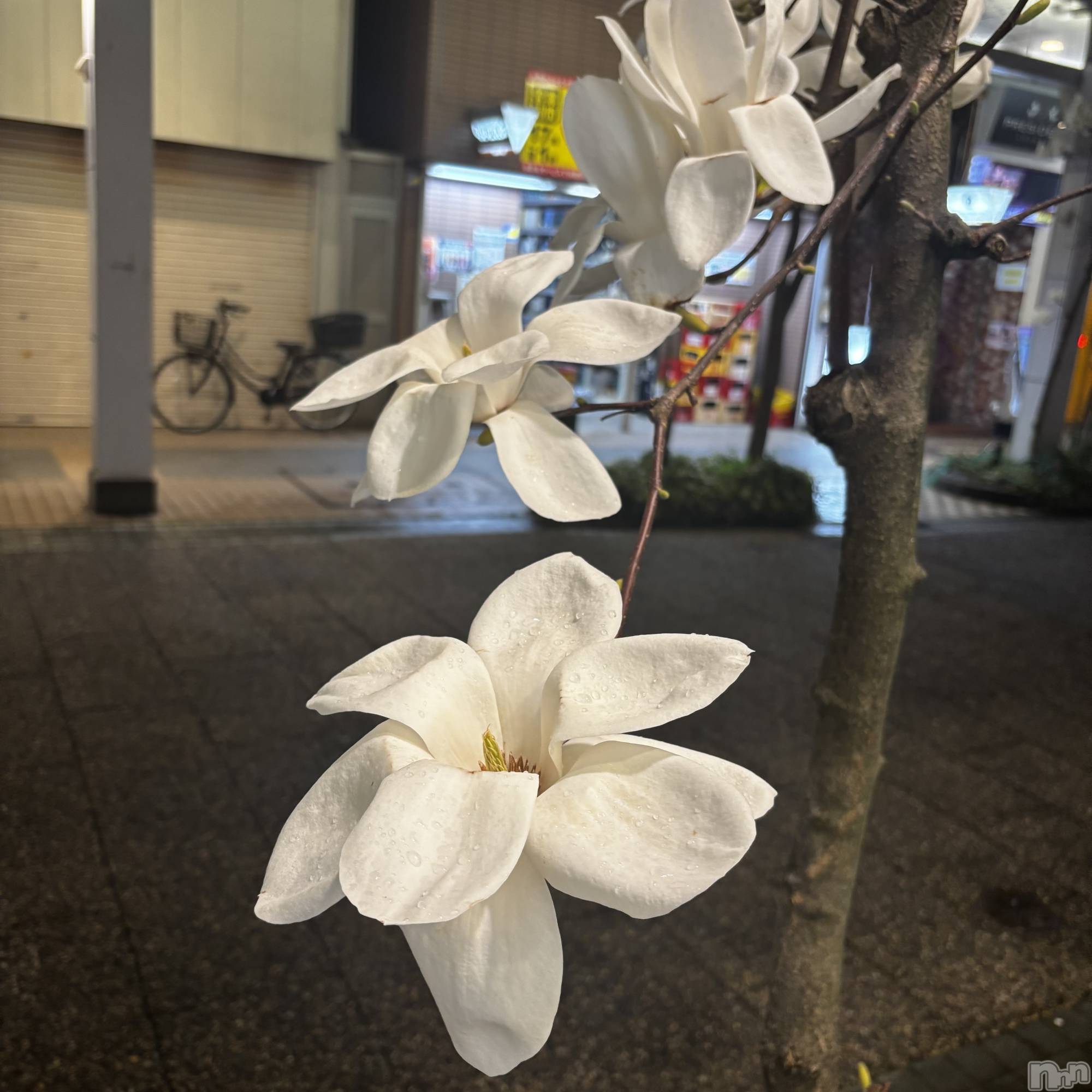 ��Į����Х��顦�����club Diana(����֥ǥ�����) ��2026ǯ4��5���̥�֥���������ϡ��