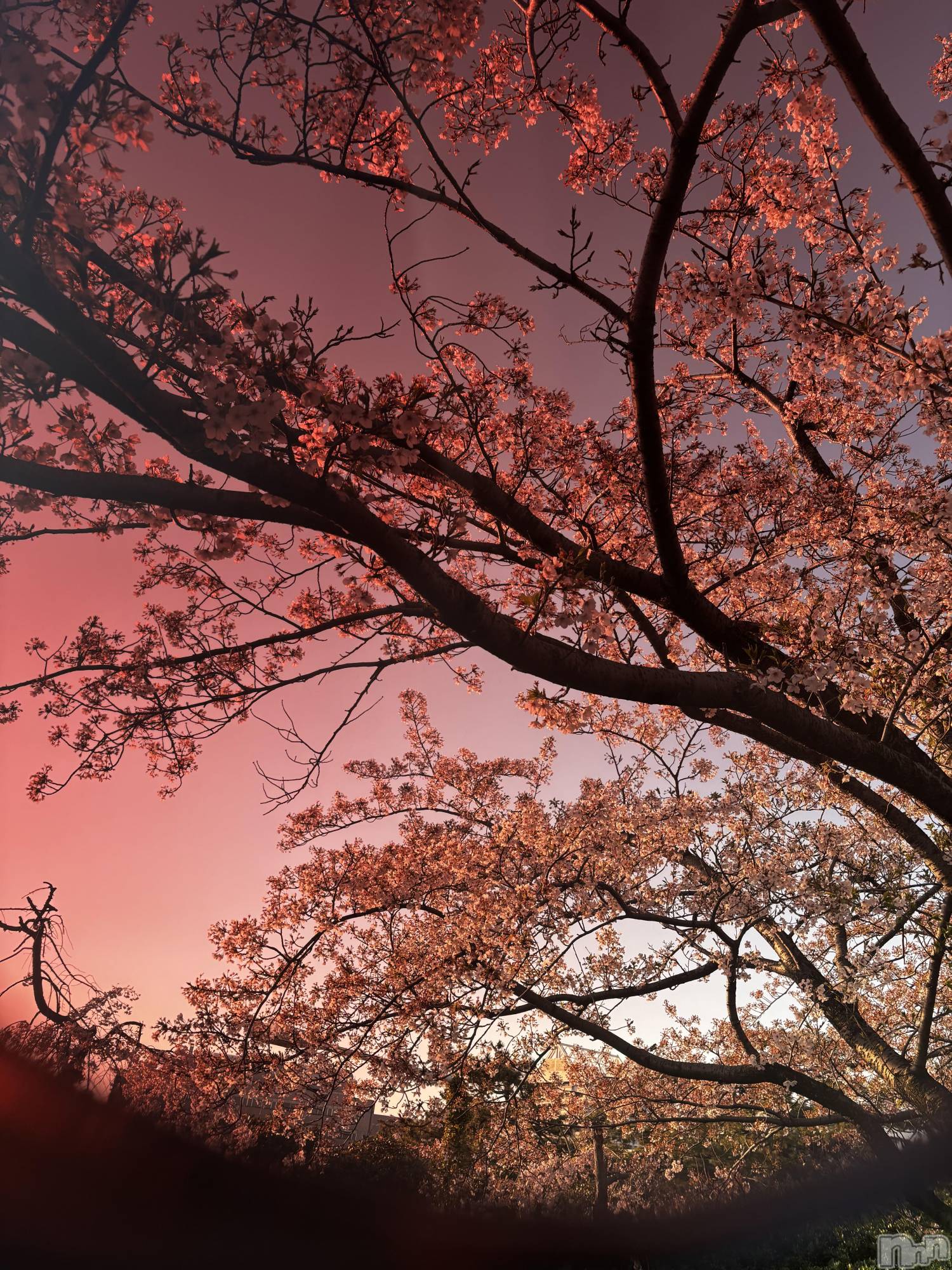 ��Į����Х��顦�����club Diana(����֥ǥ�����) ��2026ǯ4��13���̥�֥����֤��ָ���