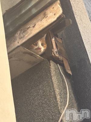 ��Į����Х��顦�����club Diana(����֥ǥ�����) ��� ��庤�2��6���̥�֥������廡��