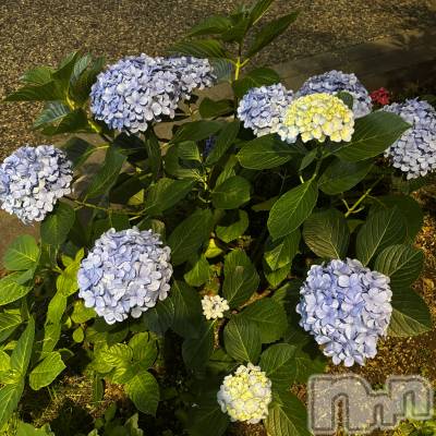 ��Į����Х��顦�����club Diana(����֥ǥ�����) ��� ��庤�7��3���̥�֥������Ϥ��ޤǡ�