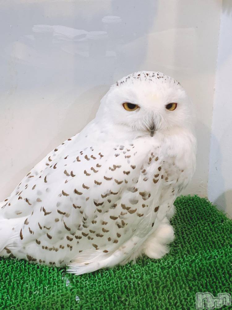 ʥå륺СʥåBar Peace(ʥåС ԡ) 1119̥֥🦉