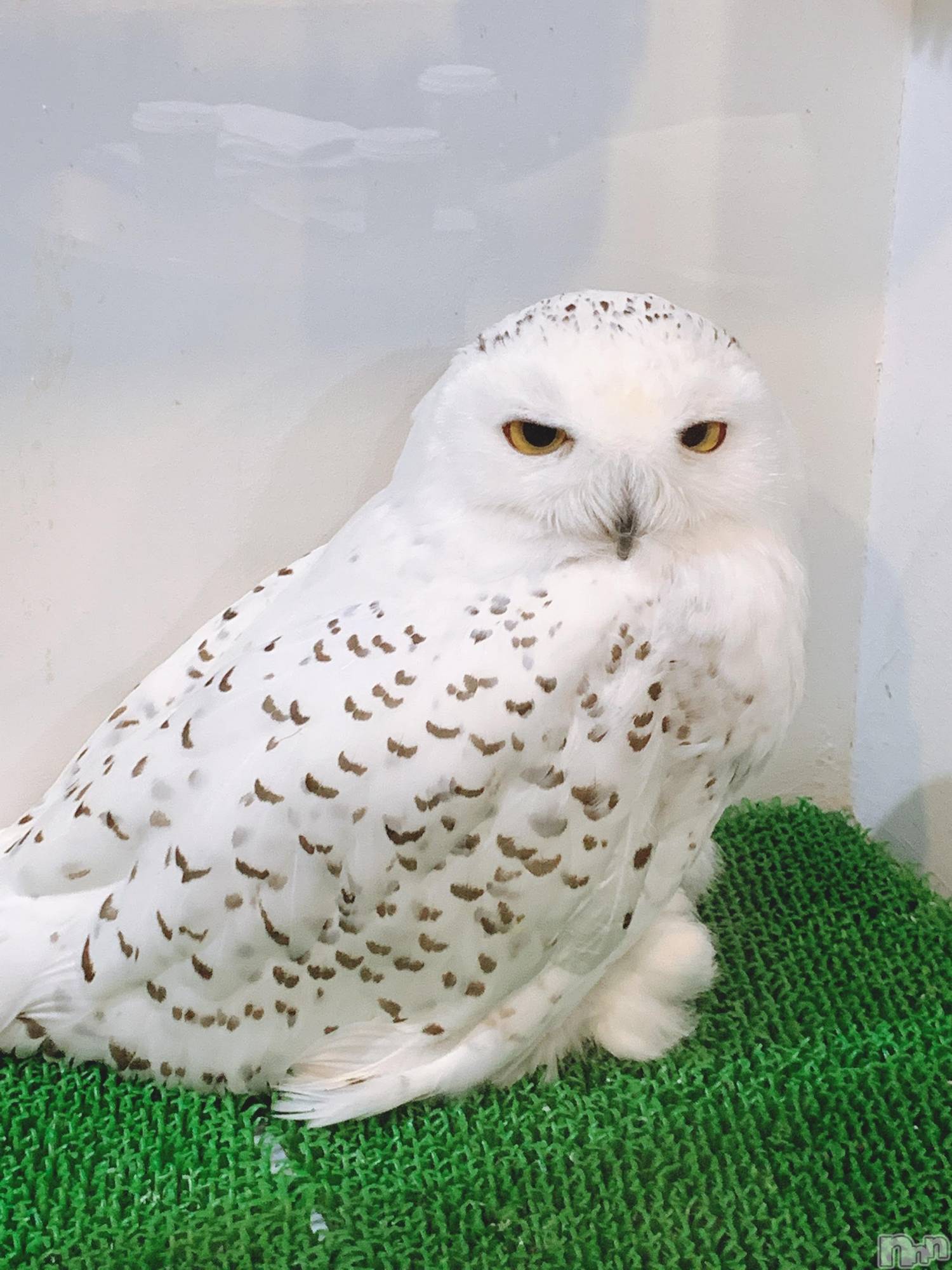 ʥå륺СʥåBar Peace(ʥåС ԡ) 2021ǯ1119̥֥🦉
