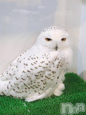 ʥå륺СʥåBar Peace(ʥåС ԡ) 1119̥֥🦉
