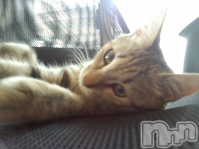ʥå륺СʥåBar Peace(ʥåС ԡ) 1213̥֥🐈