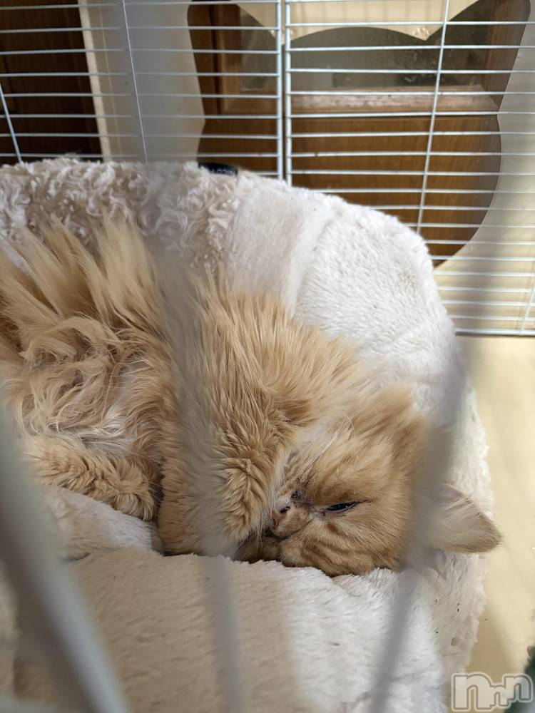 ��Į���ʥå��������륺�С�L'asile(�饸����) riko��12��17���̥�֥����֤���Ф�ϡ���