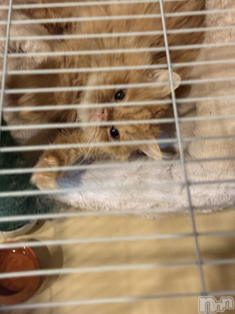 ��Į���ʥå��������륺�С�L'asile(�饸����) riko��4��6���̥�֥����֤���Ф�ϡ���