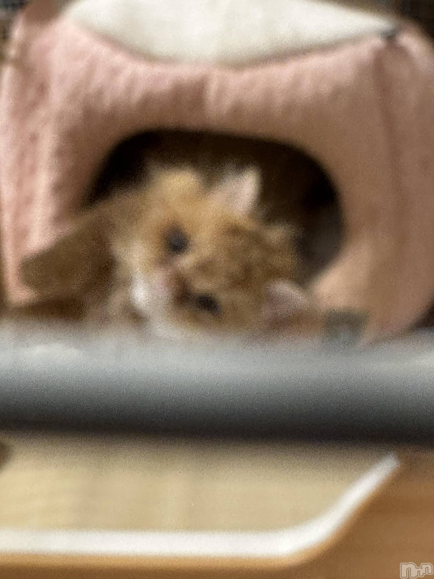 Įʥå륺СL'asile(饸) 2025ǯ311̥֥֤Фϡ