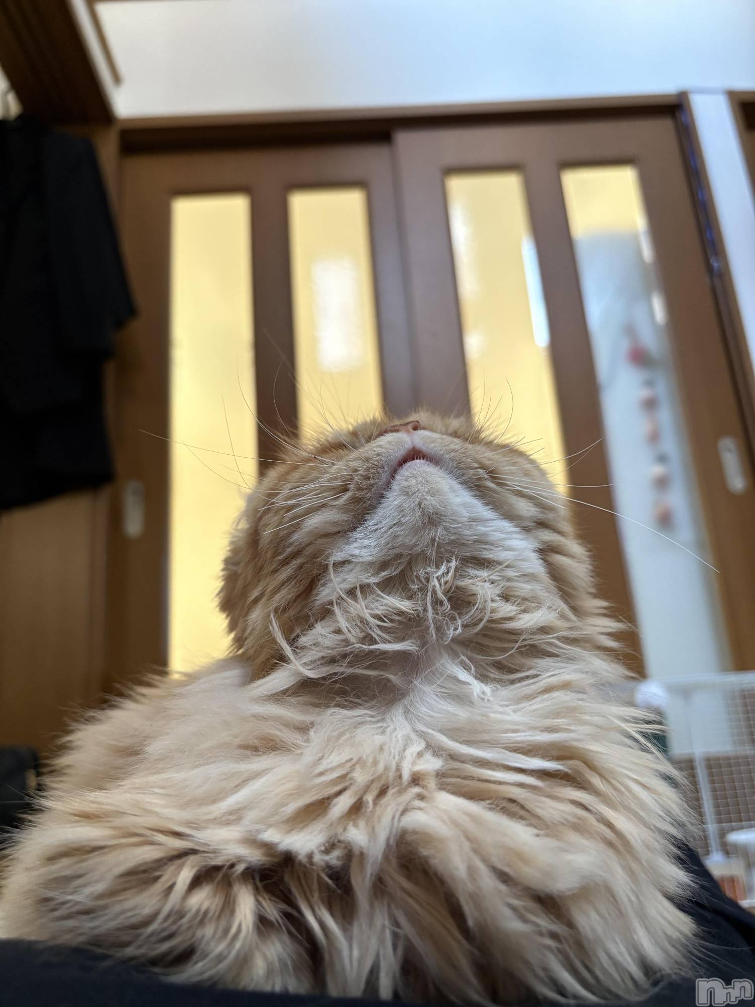 Įʥå륺СL'asile(饸) 2025ǯ1115̥֥֤Фϡ