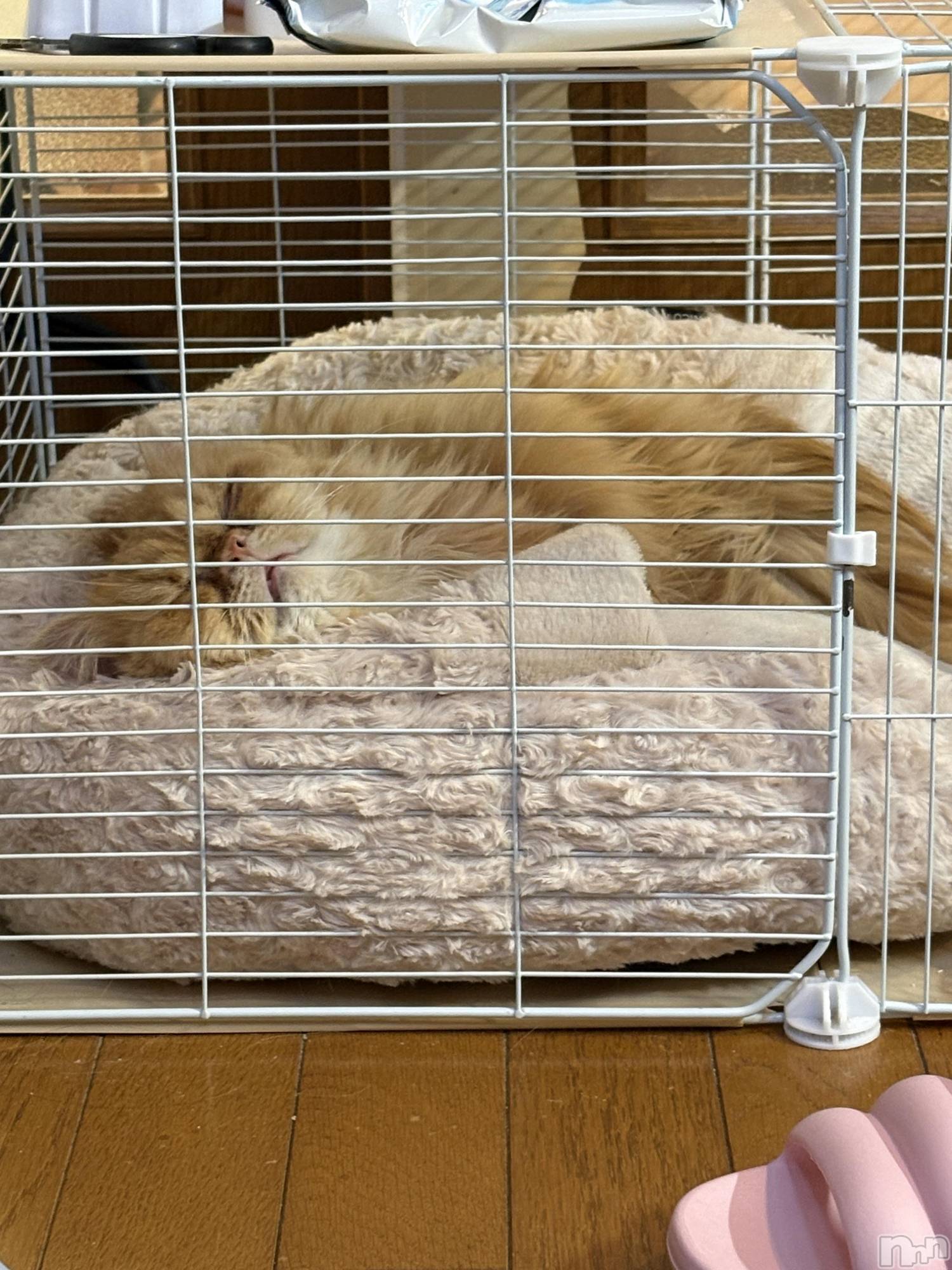 ��Į���ʥå��������륺�С�L'asile(�饸����) ��2025ǯ12��20���̥�֥����֤���Ф�ϡ���