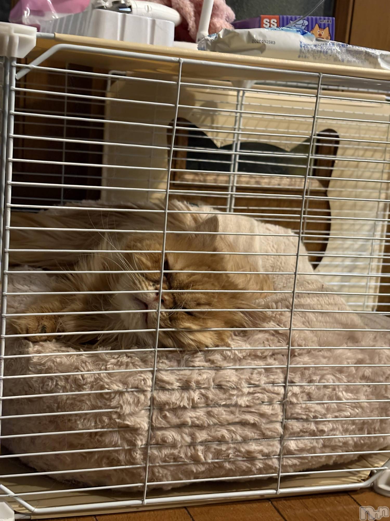 ��Į���ʥå��������륺�С�L'asile(�饸����) ��2026ǯ1��10���̥�֥����֤���Ф�ϡ���