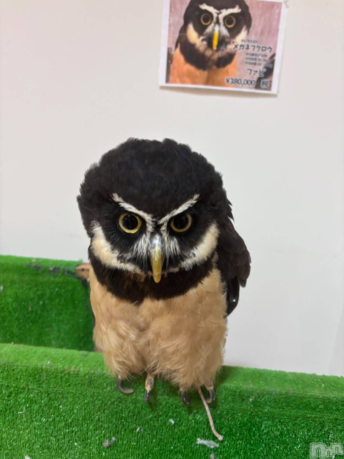 ��Į���ʥå��������륺�С�L'asile(�饸����) ��2026ǯ1��25���̥�֥����֤���Ф�ϡ���