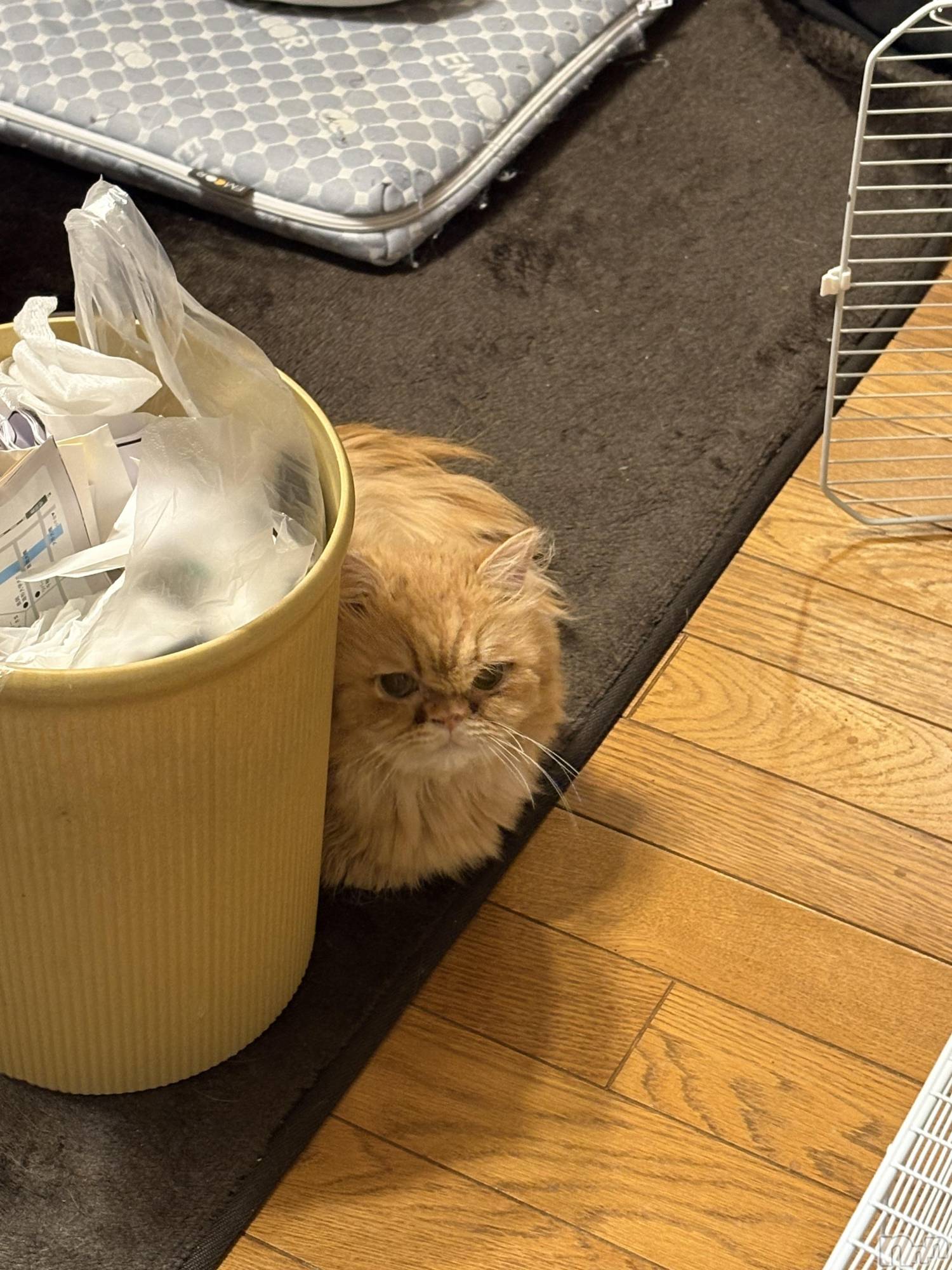 ��Į���ʥå��������륺�С�L'asile(�饸����) ��2026ǯ2��14���̥�֥����֤���Ф�ϡ���