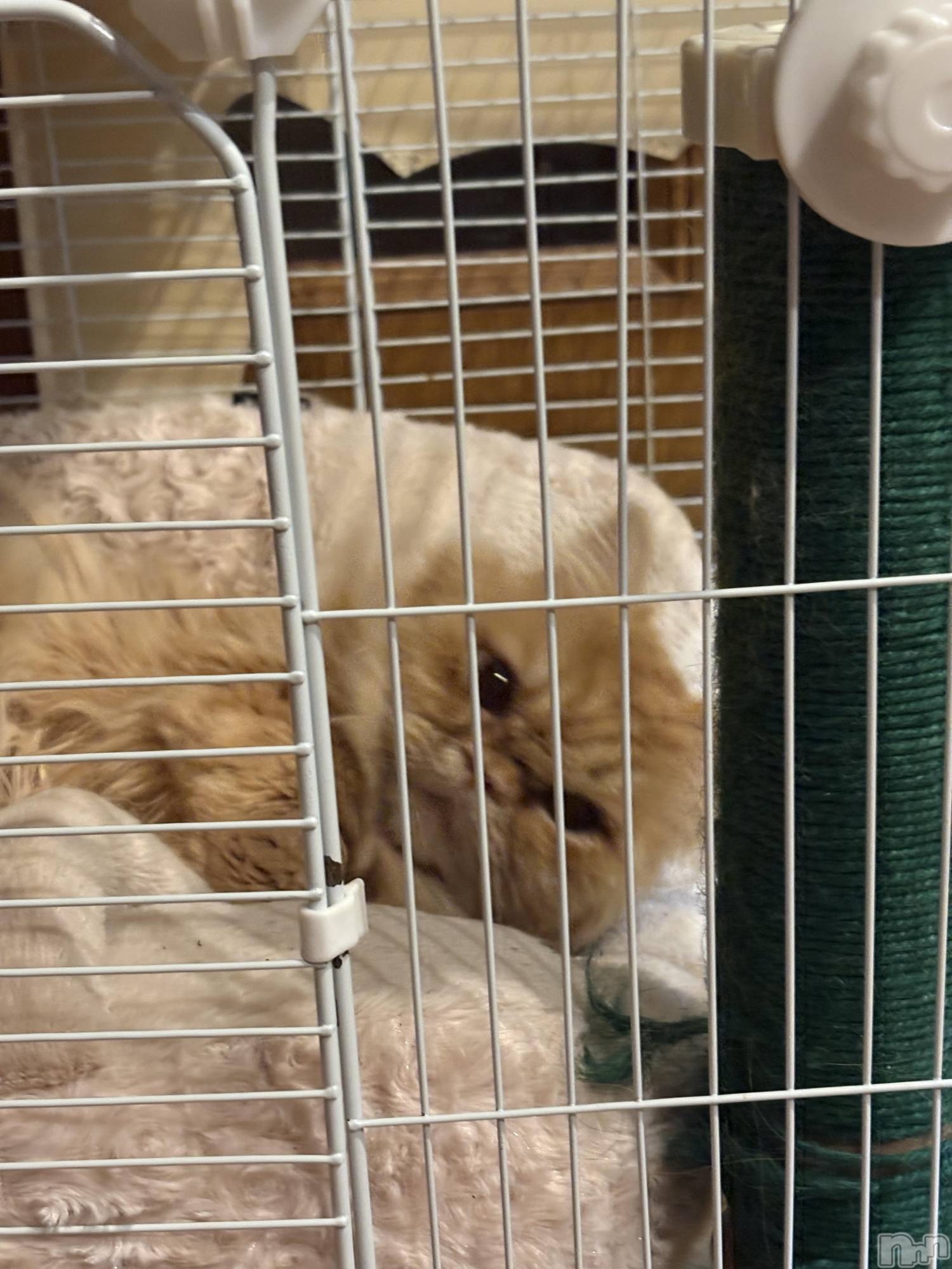 ��Į���ʥå��������륺�С�L'asile(�饸����) ��2026ǯ3��18���̥�֥����֤���Ф�ϡ���