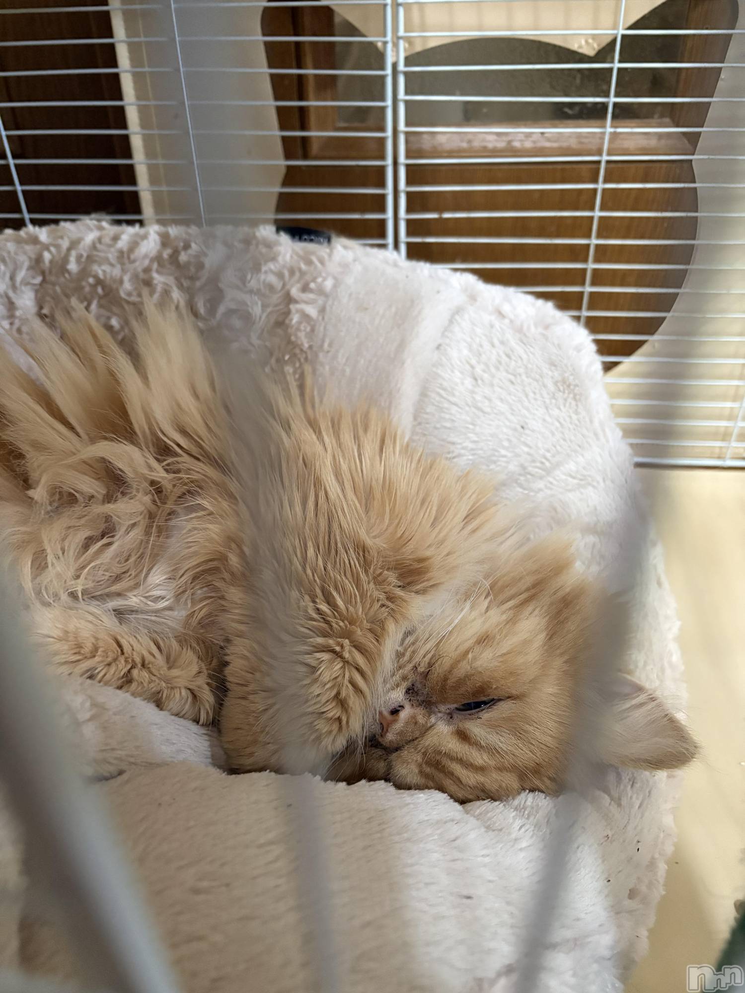 ��Į���ʥå��������륺�С�L'asile(�饸����) ��2026ǯ3��20���̥�֥����֤���Ф�ϡ���