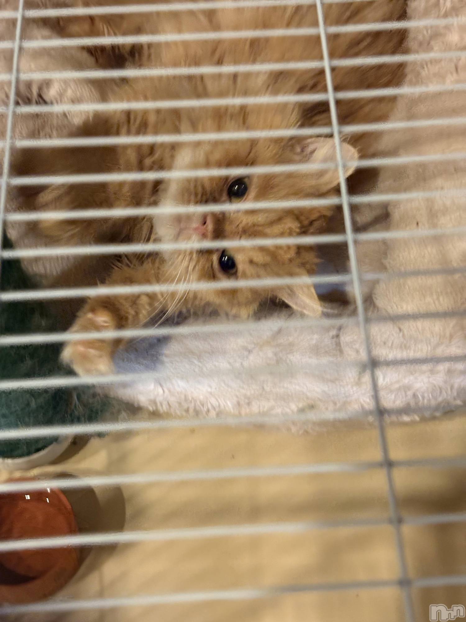 ��Į���ʥå��������륺�С�L'asile(�饸����) ��2026ǯ4��6���̥�֥����֤���Ф�ϡ���