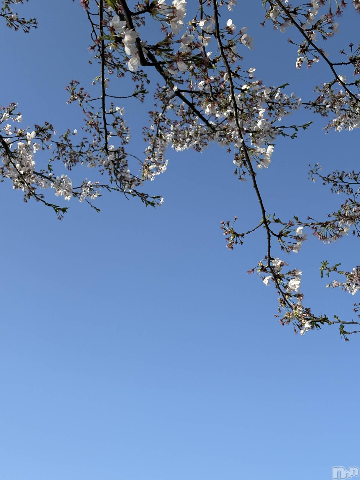 ��Į���ʥå��������륺�С�L'asile(�饸����) ��2026ǯ4��11���̥�֥����֤���Ф�ϡ���