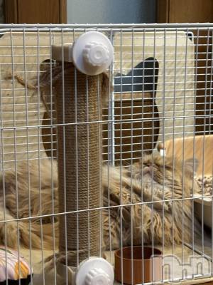 Įʥå륺СL'asile(饸) riko825̥֥֤Фϡ